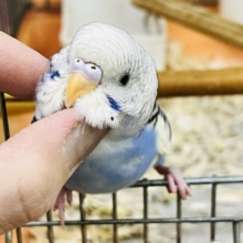 潜るの大好き♡ご飯もりもり！！🍚セキセイインコ(ブルーパイド)❤️
