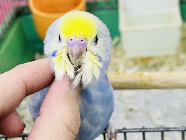 セキセイインコ