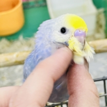 紫よりの美カラー💙セキセイインコのパステルレインボー🌈