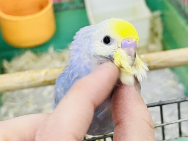 紫よりの美カラー💙セキセイインコのパステルレインボー🌈