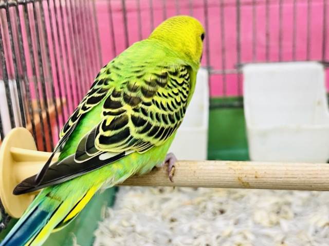 セキセイインコ