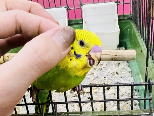 セキセイインコ