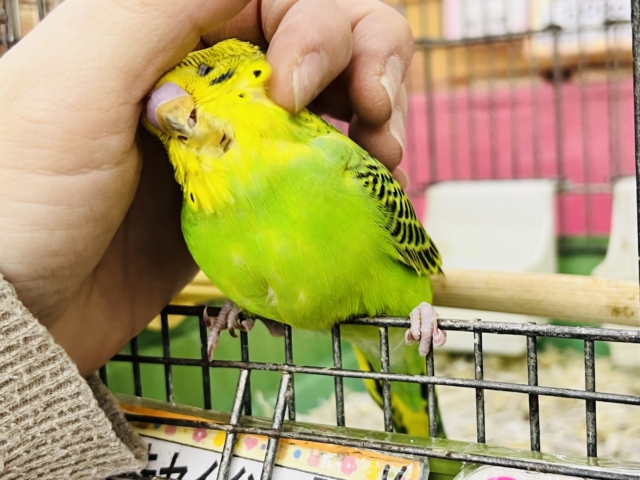 セキセイインコ