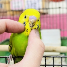 ごくっごくっグリーンスムージー‪💚セキセイインコのヒナ(グリーンオパーリン)入荷しました❤️