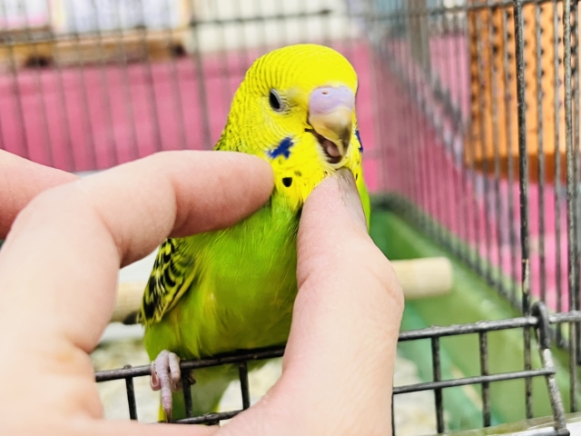 セキセイインコ