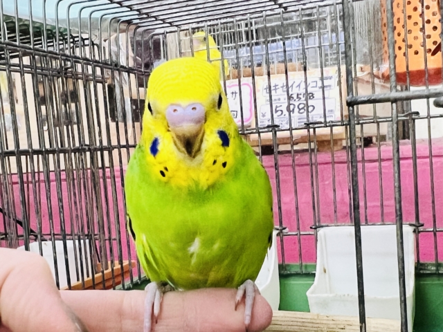 セキセイインコ
