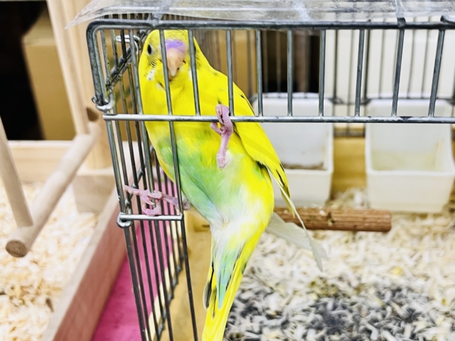 セキセイインコ