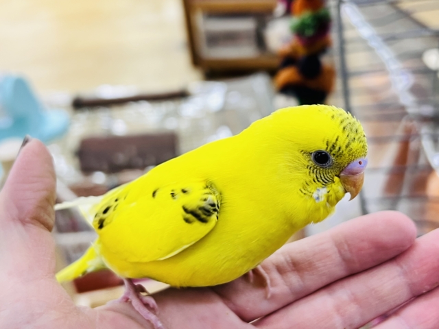 セキセイインコ