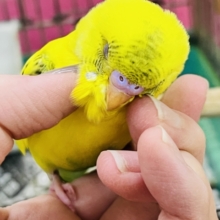 まだら模様が個性的✨セキセイインコのヒナ(黄･ハルクイン)入荷しました❤️
