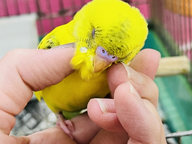 まだら模様が個性的✨セキセイインコのヒナ(黄･ハルクイン)入荷しました❤️