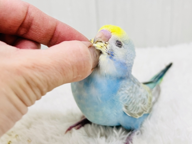 ふわふわ系パステルレインボー🌈セキセイインコ🌟