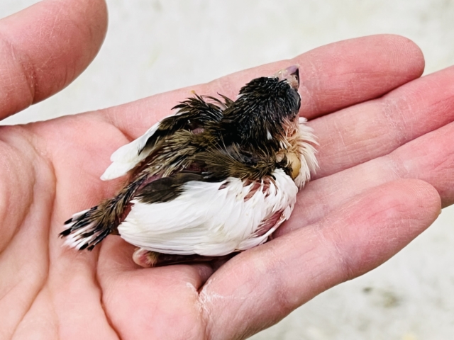 十姉妹（ジュウシマツ）