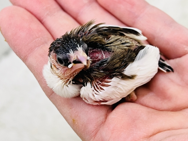 十姉妹（ジュウシマツ）