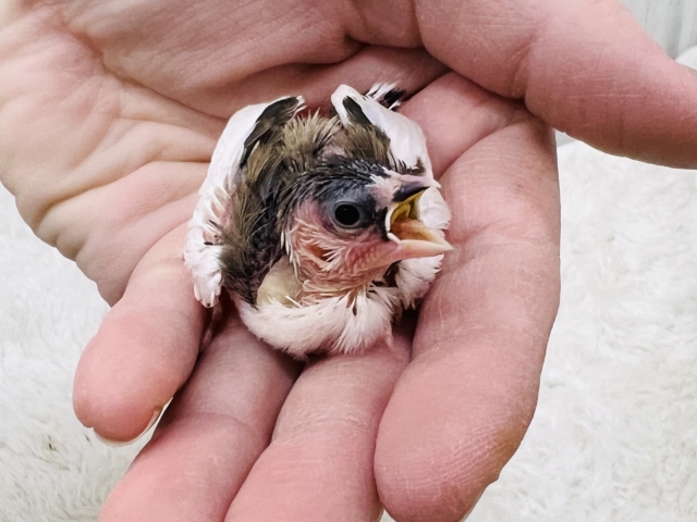 ちびちびフィンチ代表⁈十姉妹の雛入舎でーす!! 十姉妹(ジュウシマツ)