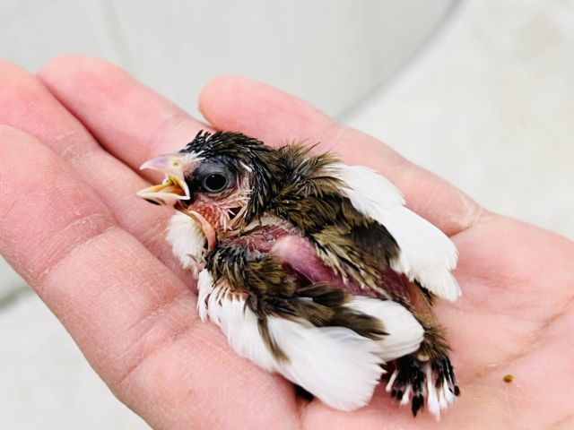 ちびちびフィンチ代表⁈十姉妹の雛入舎でーす!! 十姉妹(ジュウシマツ)