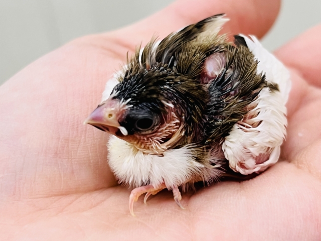 ちびちびフィンチ代表⁈十姉妹の雛入舎でーす!! 十姉妹(ジュウシマツ)