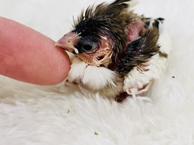 ちびちびフィンチ代表⁈十姉妹の雛入舎でーす!! 十姉妹(ジュウシマツ)