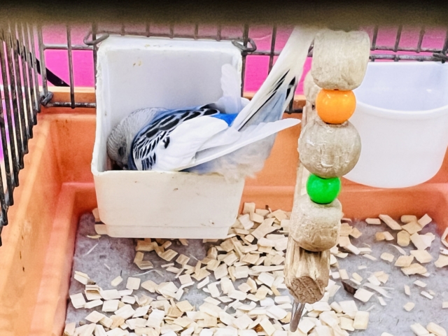 セキセイインコ