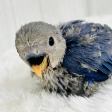 濃い紫色がクールかっこいい💙小桜インコのバイオレットの雛が入舎しました✨