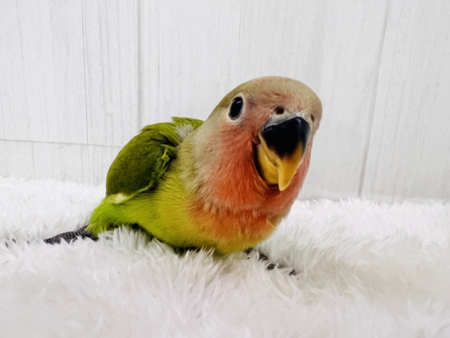 コザクラインコ（小桜インコ）