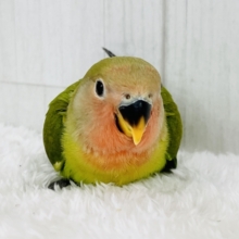 赤面しちゃう♥️ずっしり小桜インコのノーマルカラー入舎しました☆