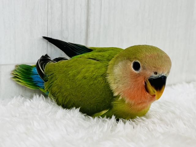 コザクラインコ（小桜インコ）