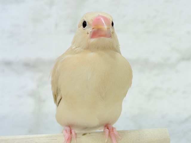 【最新画像更新🪄】ふんわり~♩♩優しい癒されカラー♡シナモン文鳥 ヒナ