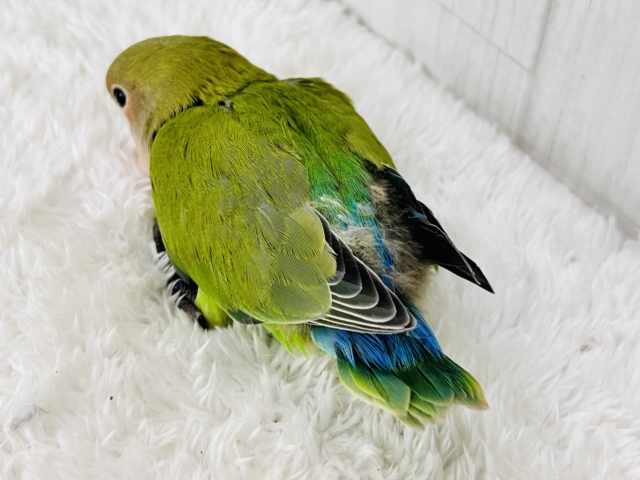 コザクラインコ（小桜インコ）