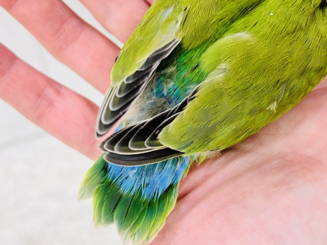 コザクラインコ（小桜インコ）