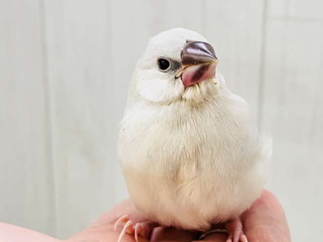 ずしっと大柄✨色気も出てきた？シルバー文鳥❤️