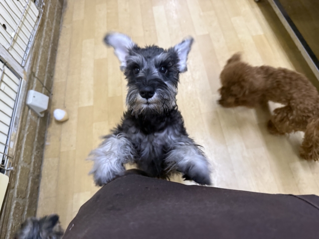 好き好きが止まらないあたち😘💗嬉しくて嬉しくて耳がペターン💓ミニチュアシュナウザーの女のコきました〜💫 ミニチュアシュナウザー