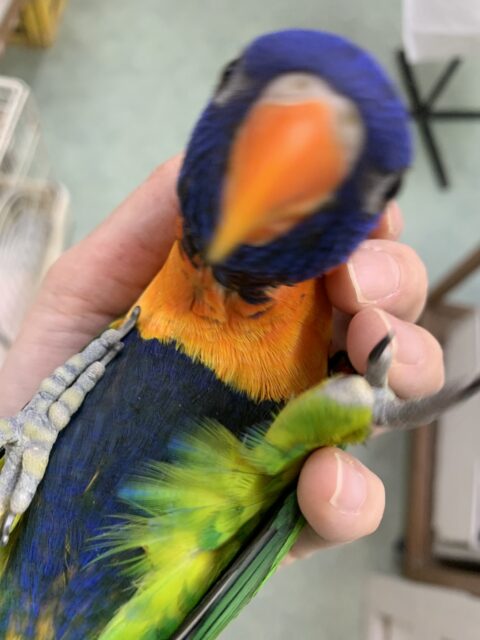 ゴシキセイガイインコ