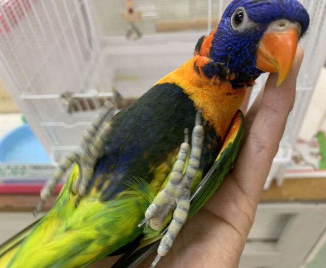 ゴシキセイガイインコ