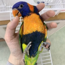 【3/15最新動画🎥3/12最新画像🆙‼️】じゃれつき甘えんぼMAX❤️‍🔥ゴシキセイガイインコ🌈🌈