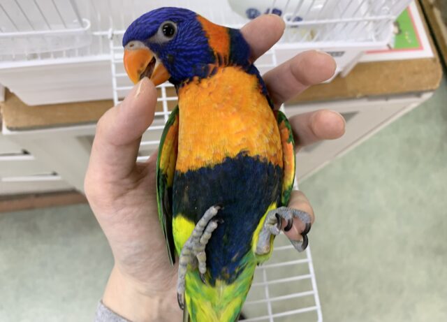 【3/15最新動画🎥3/12最新画像🆙‼️】じゃれつき甘えんぼMAX❤️‍🔥ゴシキセイガイインコ🌈🌈