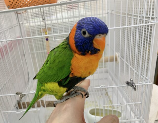 ゴシキセイガイインコ