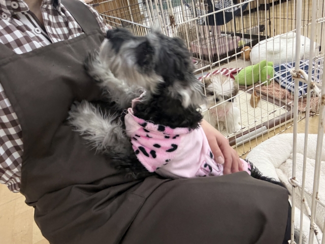 好き好きが止まらないあたち😘💗嬉しくて嬉しくて耳がペターン💓ミニチュアシュナウザーの女のコきました〜💫 ミニチュアシュナウザー