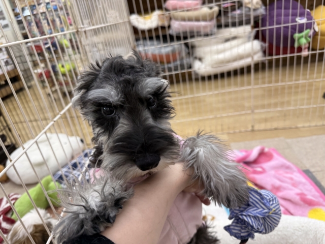 好き好きが止まらないあたち😘💗嬉しくて嬉しくて耳がペターン💓ミニチュアシュナウザーの女のコきました〜💫 ミニチュアシュナウザー