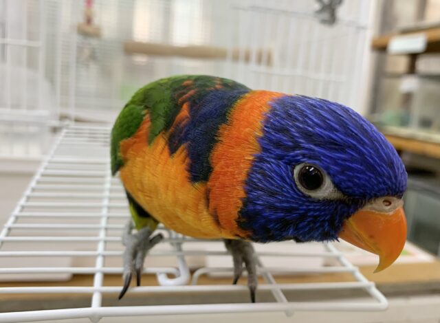 ゴシキセイガイインコ