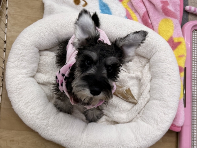 好き好きが止まらないあたち😘💗嬉しくて嬉しくて耳がペターン💓ミニチュアシュナウザーの女のコきました〜💫 ミニチュアシュナウザー