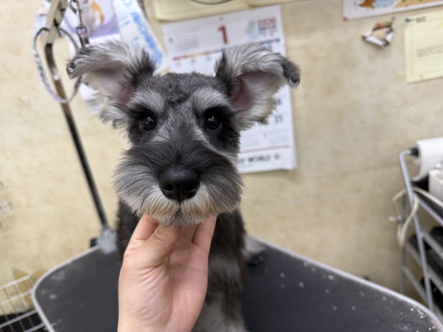 好き好きが止まらないあたち😘💗嬉しくて嬉しくて耳がペターン💓ミニチュアシュナウザーの女のコきました〜💫 ミニチュアシュナウザー