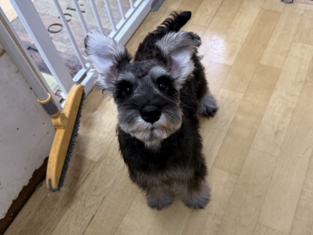 好き好きが止まらないあたち😘💗嬉しくて嬉しくて耳がペターン💓ミニチュアシュナウザーの女のコきました〜💫 ミニチュアシュナウザー