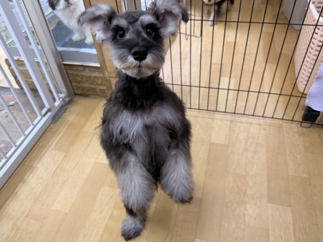 好き好きが止まらないあたち😘💗嬉しくて嬉しくて耳がペターン💓ミニチュアシュナウザーの女のコきました〜💫 ミニチュアシュナウザー