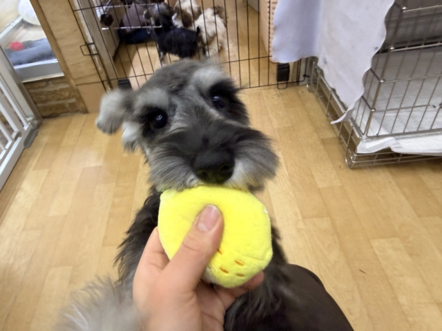 好き好きが止まらないあたち😘💗嬉しくて嬉しくて耳がペターン💓ミニチュアシュナウザーの女のコきました〜💫 ミニチュアシュナウザー