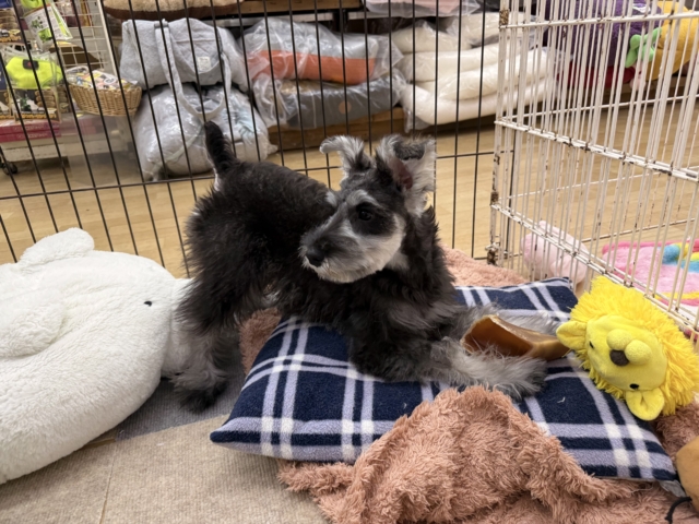 好き好きが止まらないあたち😘💗嬉しくて嬉しくて耳がペターン💓ミニチュアシュナウザーの女のコきました〜💫 ミニチュアシュナウザー