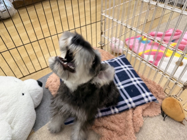 好き好きが止まらないあたち😘💗嬉しくて嬉しくて耳がペターン💓ミニチュアシュナウザーの女のコきました〜💫 ミニチュアシュナウザー