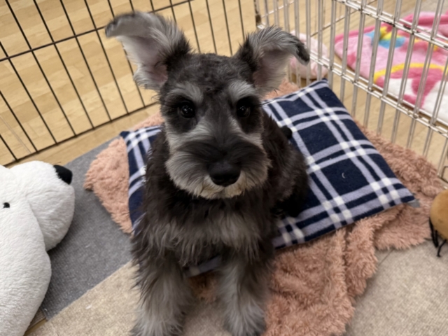 好き好きが止まらないあたち😘💗嬉しくて嬉しくて耳がペターン💓ミニチュアシュナウザーの女のコきました〜💫 ミニチュアシュナウザー