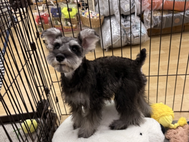 好き好きが止まらないあたち😘💗嬉しくて嬉しくて耳がペターン💓ミニチュアシュナウザーの女のコきました〜💫 ミニチュアシュナウザー