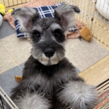 好き好きが止まらないあたち😘💗嬉しくて嬉しくて耳がペターン💓ミニチュアシュナウザーの女のコきました〜💫