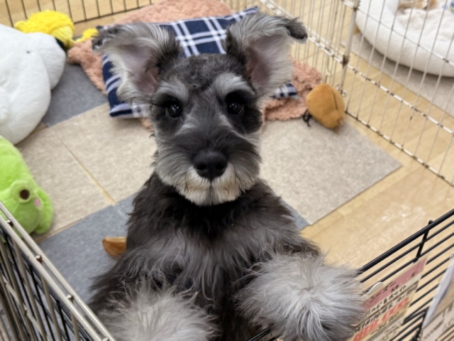 好き好きが止まらないあたち😘💗嬉しくて嬉しくて耳がペターン💓ミニチュアシュナウザーの女のコきました〜💫